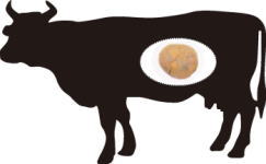牛黄は、牛の胆石です。