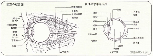 眼の構造